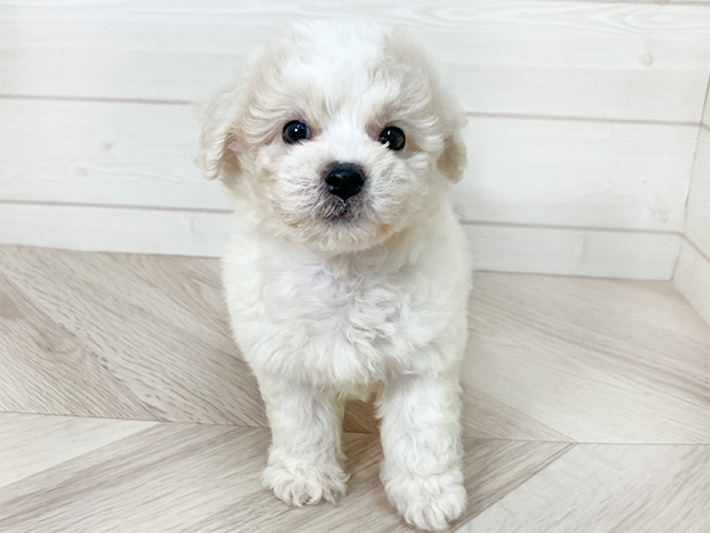 東京都のビションフリーゼ (ペッツファースト渋谷店/2024年8月17日生まれ/男の子/ホワイト)の子犬