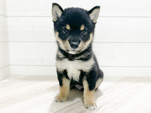 東京都の豆柴 (ペッツファースト吉祥寺本店/2024年8月18日生まれ/男の子/黒)の子犬