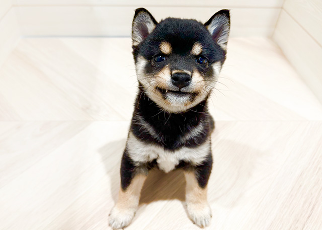 東京都の豆柴 (ペッツファースト豊洲店/2024年8月18日生まれ/男の子/黒)の子犬