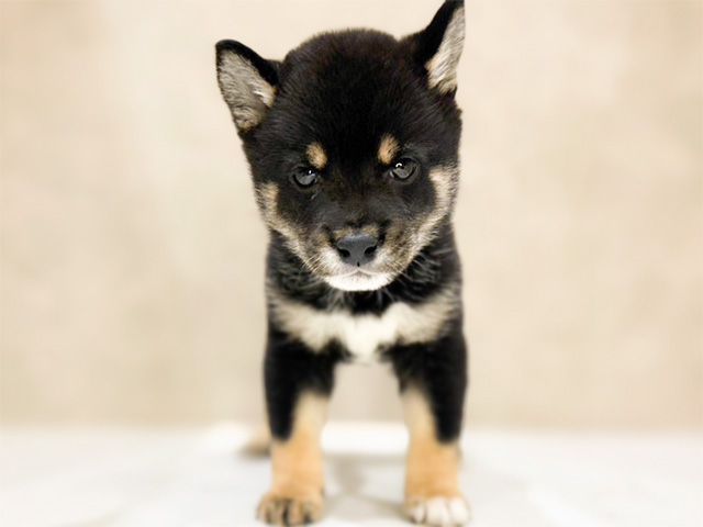 東京都の豆柴 (ペッツファースト中野店/2024年8月18日生まれ/男の子/黒)の子犬