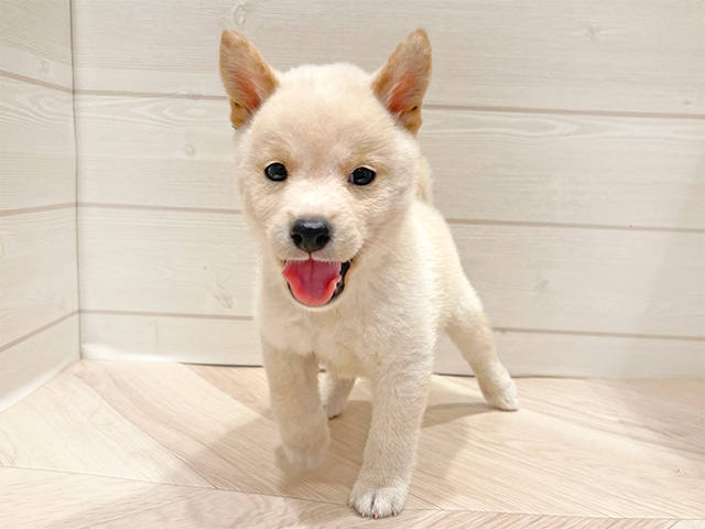 神奈川県の豆柴 (ペッツファースト川崎店/2024年8月20日生まれ/男の子/白)の子犬