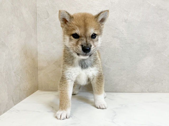 奈良県の豆柴 (ペッツファースト橿原店/2024年8月20日生まれ/男の子/赤)の子犬