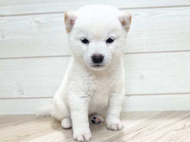 東京都の豆柴 (ペッツファースト吉祥寺本店/2024年8月20日生まれ/男の子/白)の子犬