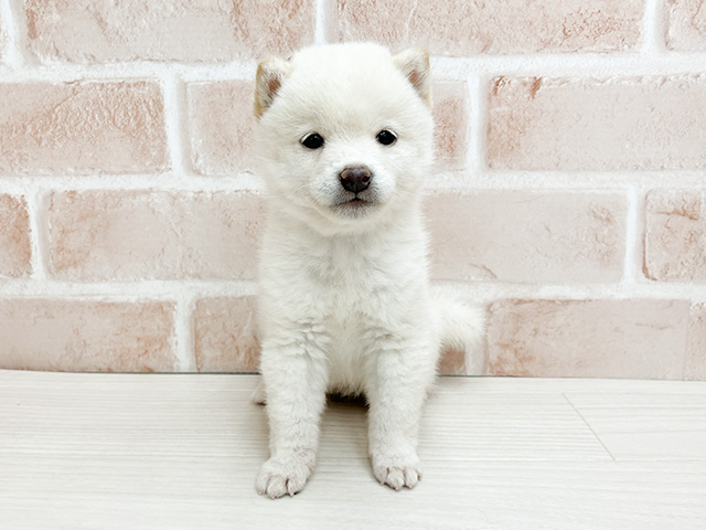 東京都の豆柴 (ペッツファースト町田店/2024年8月20日生まれ/女の子/白)の子犬