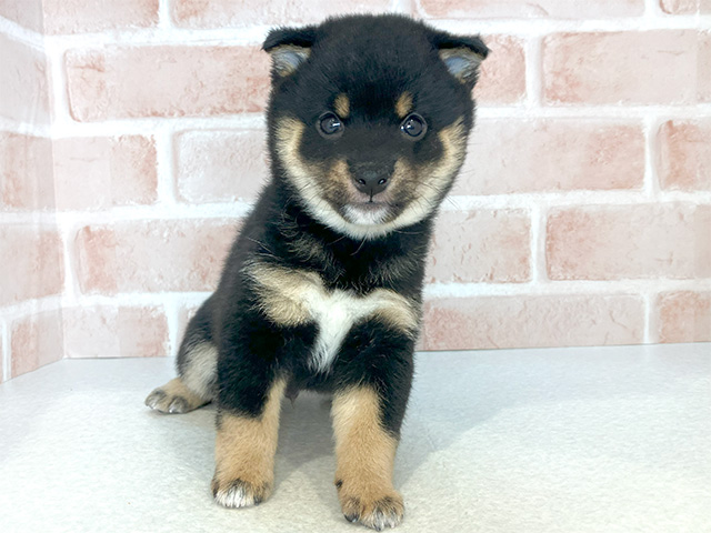 東京都の豆柴 (ペッツファーストお台場店/2024年8月21日生まれ/男の子/黒)の子犬