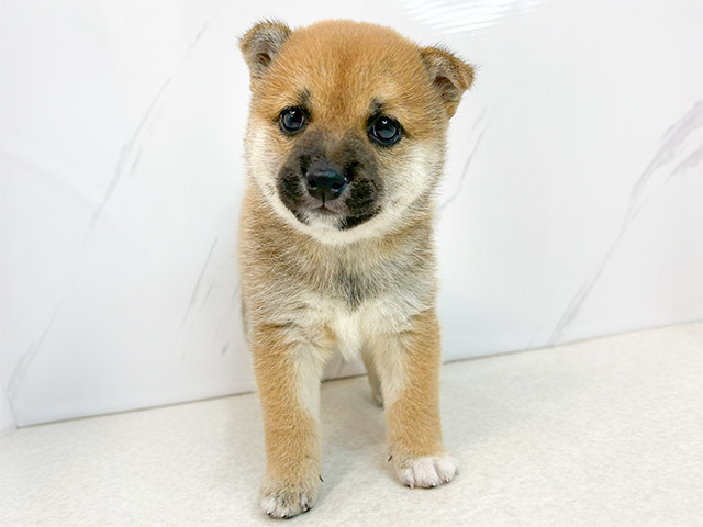 広島県の豆柴 (ペッツファースト広島本通店/2024年8月21日生まれ/女の子/赤)の子犬