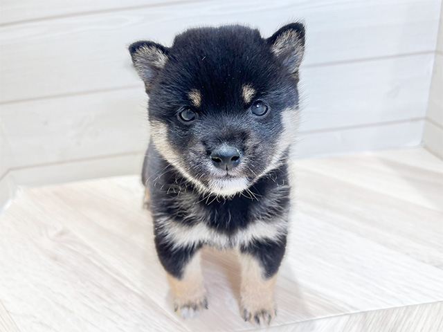 広島県の豆柴 (ペッツファースト広島府中店/2024年8月21日生まれ/男の子/黒)の子犬