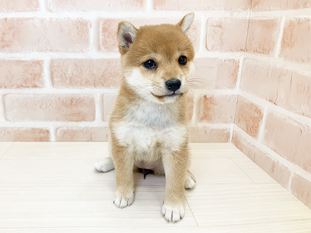 鹿児島県の豆柴 (ペッツファースト鹿児島店/2024年8月18日生まれ/女の子/赤)の子犬