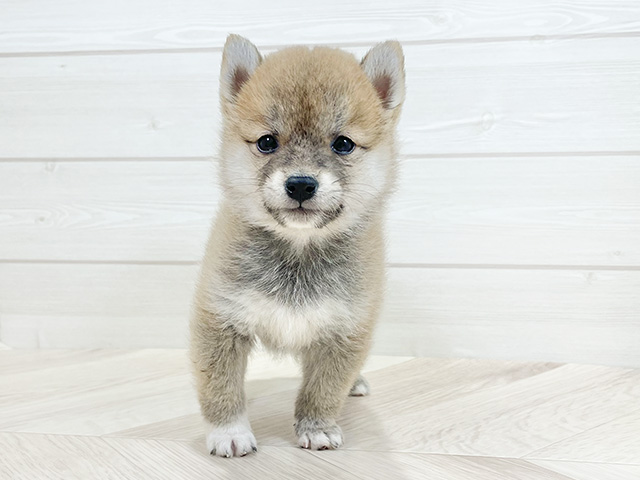 千葉県の豆柴 (ペッツファーストららぽーとTOKYO-BAY店/2024年8月22日生まれ/男の子/赤)の子犬