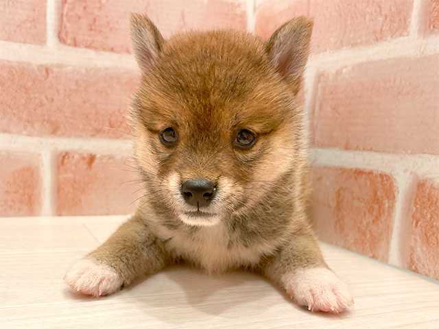 東京都の豆柴 (ペッツファースト広尾店/2024年8月22日生まれ/女の子/赤)の子犬