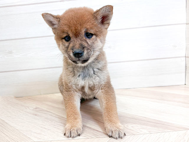 神奈川県の豆柴 (ペッツファースト大和鶴間店/2024年8月17日生まれ/女の子/赤)の子犬