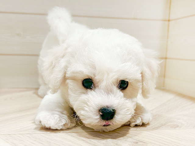 東京都のビションフリーゼ (ペッツファースト豊洲店/2024年8月23日生まれ/男の子/ホワイト)の子犬