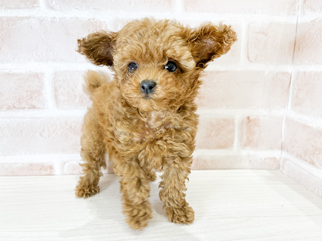 福岡県のタイニープードル (ペッツファースト筑紫野店/2024年8月23日生まれ/男の子/レッド)の子犬