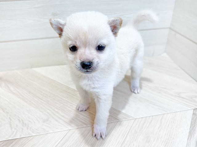 千葉県の豆柴 (ペッツファーストららぽーとTOKYO-BAY店/2024年8月27日生まれ/女の子/白)の子犬