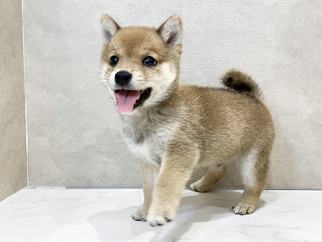 大阪府の豆柴 (ペッツファースト茶屋町店/2024年8月25日生まれ/男の子/赤)の子犬