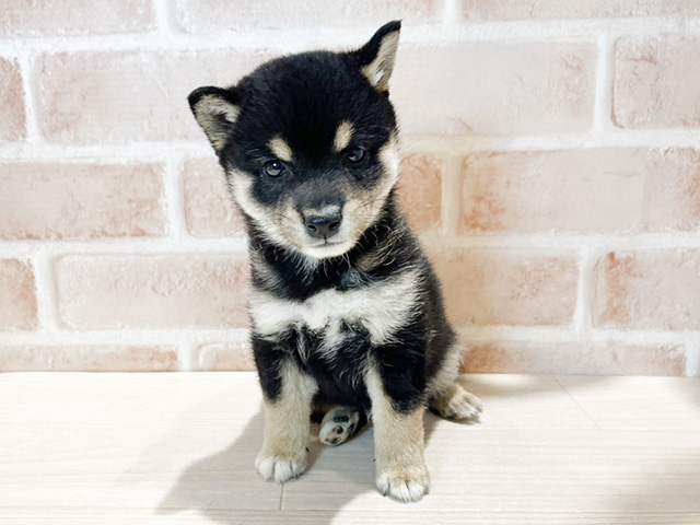 岡山県の豆柴 (ペッツファースト倉敷店/2024年8月26日生まれ/男の子/黒)の子犬