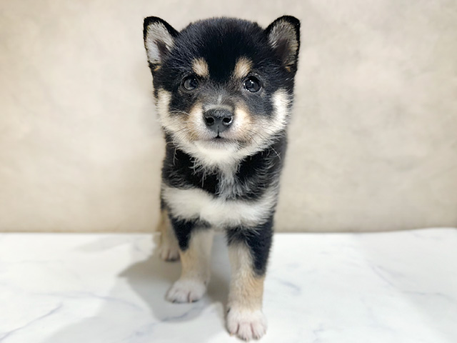 東京都の豆柴 (ペッツファースト原宿店/2024年8月26日生まれ/女の子/黒)の子犬