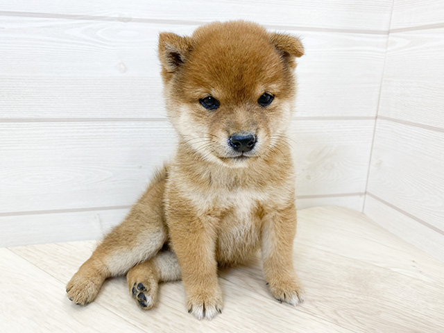 埼玉県の豆柴 (ペッツファーストふじみ野店/2024年8月25日生まれ/男の子/赤)の子犬