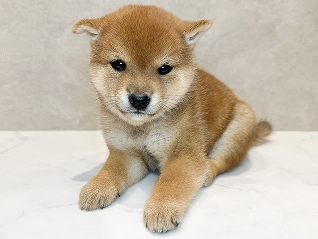 福岡県の豆柴 (ペッツファースト福津店/2024年8月25日生まれ/男の子/赤)の子犬