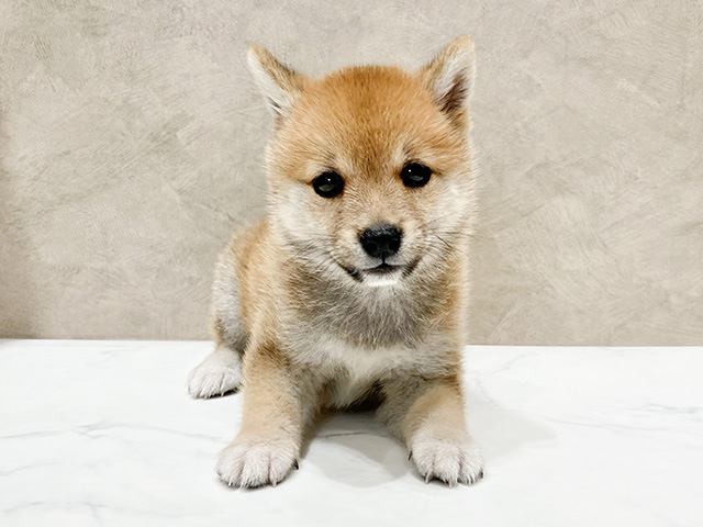 東京都の豆柴 (ペッツファースト晴海店/2024年8月27日生まれ/女の子/赤)の子犬