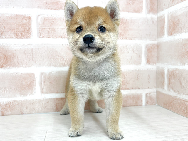 埼玉県の豆柴 (ペッツファースト川越店/2024年8月27日生まれ/男の子/赤)の子犬