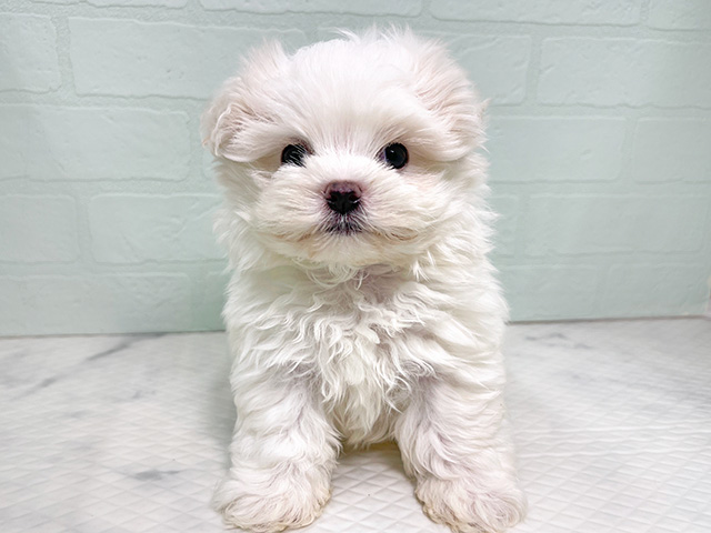 東京都のマルチーズ (ペッツファースト昭島店/2024年8月27日生まれ/男の子/ホワイト)の子犬