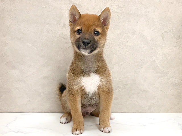 神奈川県の豆柴 (ペッツファースト久里浜店/2024年8月29日生まれ/男の子/赤)の子犬