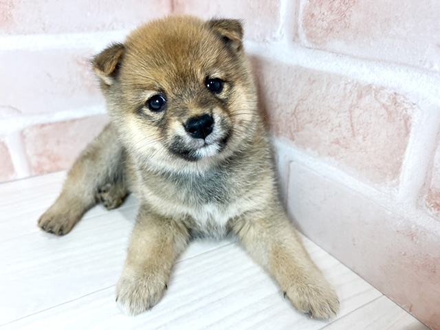 静岡県の豆柴 (ペッツファースト富士南店/2024年8月28日生まれ/男の子/赤)の子犬