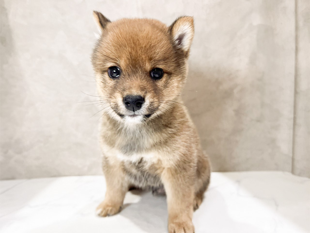 秋田県の豆柴 (ペッツファースト秋田店/2024年8月28日生まれ/男の子/赤)の子犬