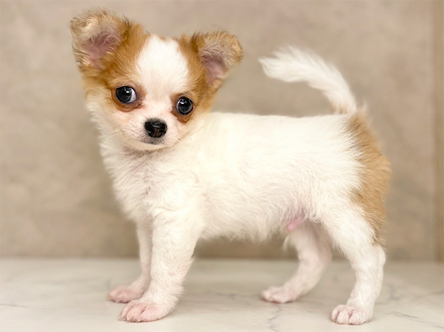 チワワ 入間店 │ペッツファースト公式サイト