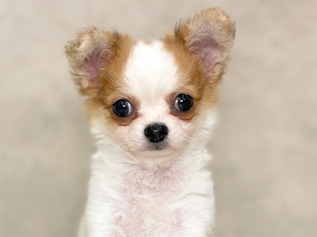 チワワ 入間店 │ペッツファースト公式サイト