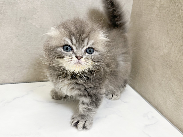 大阪府のマンチカン (ペッツファースト茶屋町店/2024年9月3日生まれ/男の子/ブルータビー)の子猫