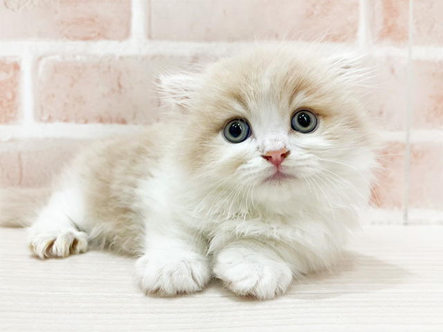 東京都のマンチカン (ペッツファースト新宿店/2024年9月1日生まれ/男の子/クリームタビーホワイト)の子猫