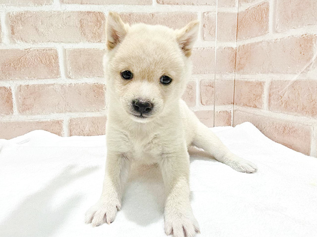 神奈川県の豆柴 (ペッツファースト秦野店/2024年9月3日生まれ/女の子/白)の子犬