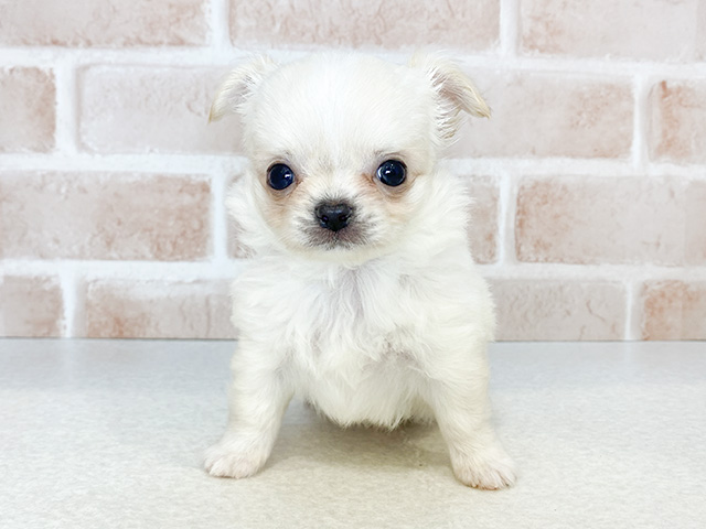 東京都のチワワ(ロング) (ペッツファーストお台場店/2024年9月3日生まれ/男の子/クリーム)の子犬