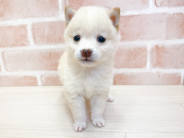 鹿児島県の豆柴 (ペッツファースト鹿児島店/2024年8月30日生まれ/女の子/白)の子犬