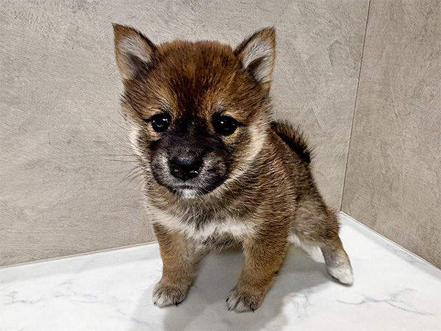 静岡県の豆柴 (ペッツファースト富士宮店/2024年9月1日生まれ/女の子/赤)の子犬