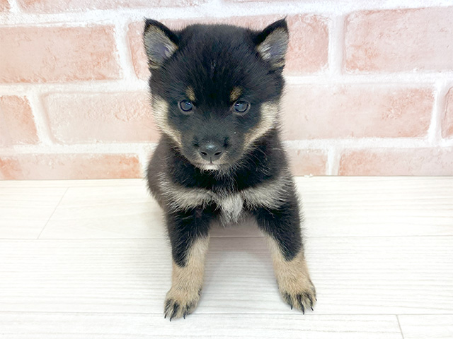 鹿児島県の豆柴 (ペッツファースト鹿児島店/2024年9月2日生まれ/男の子/黒)の子犬