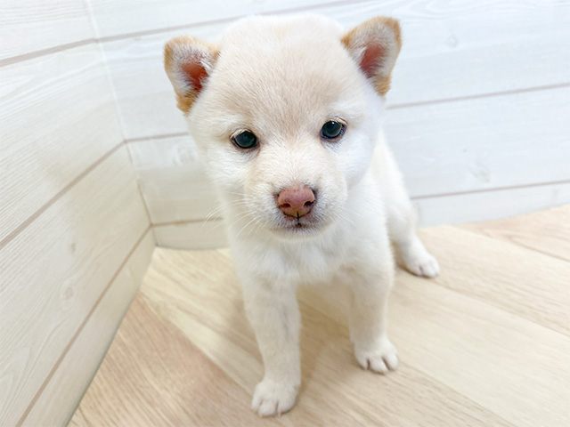 埼玉県の豆柴 (ペッツファーストふじみ野店/2024年9月2日生まれ/女の子/白)の子犬