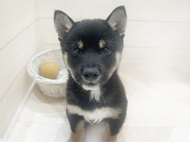 千葉県の豆柴 (ペッツファーストおゆみ野店/2024年9月1日生まれ/男の子/黒)の子犬