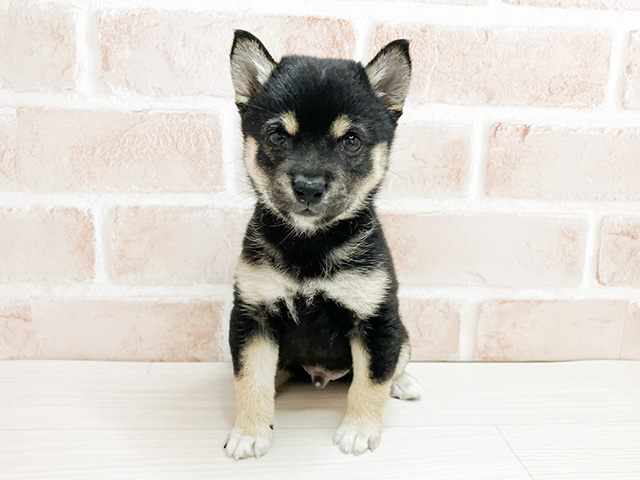 東京都の豆柴 (ペッツファースト町田店/2024年9月1日生まれ/男の子/黒)の子犬