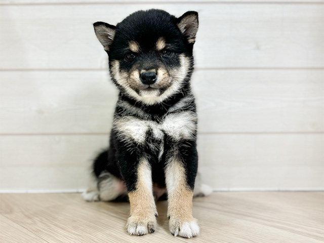 東京都の豆柴 (ペッツファースト吉祥寺サンロード店/2024年9月1日生まれ/男の子/黒)の子犬