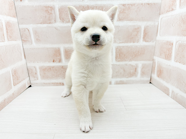 東京都の豆柴 (ペッツファースト池袋店/2024年8月31日生まれ/男の子/白)の子犬