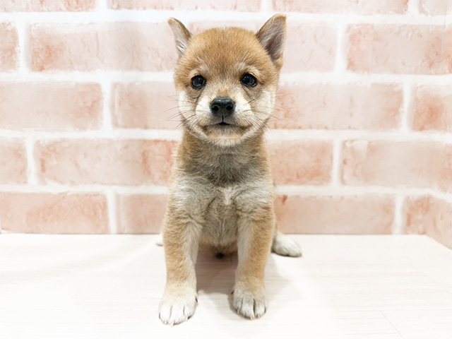 大阪府の豆柴 (ペッツファースト茨木店/2024年8月31日生まれ/男の子/赤)の子犬