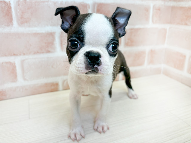 ボストンテリア 鹿児島店 │ペッツファースト公式サイト