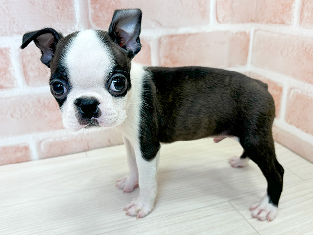 ボストンテリア 鹿児島店 │ペッツファースト公式サイト