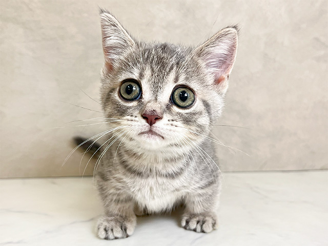 東京都のマンチカン (ペッツファースト下北沢店/2024年9月5日生まれ/女の子/ブルータビー)の子猫