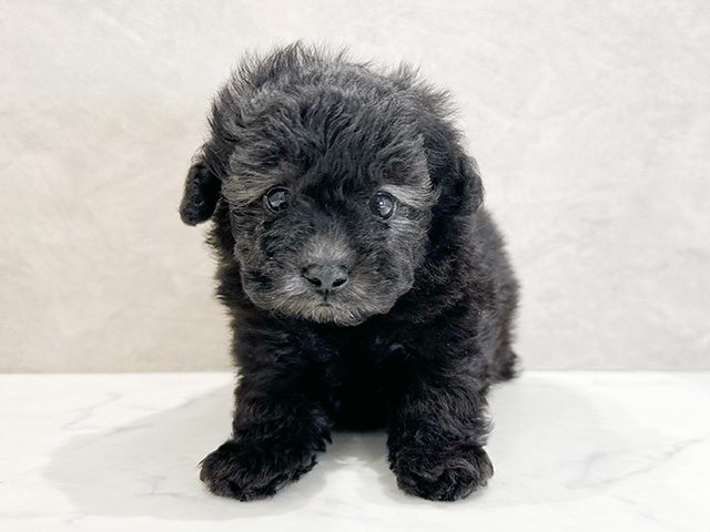 東京都のタイニープードル (ペッツファースト代官山店/2024年9月5日生まれ/男の子/シルバー)の子犬