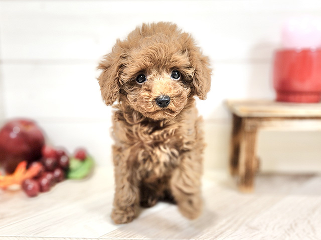 静岡県のタイニープードル (ペッツファースト富士宮店/2024年9月1日生まれ/女の子/レッド)の子犬