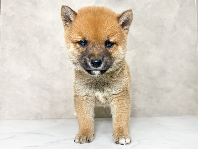 福岡県の豆柴 (ペッツファースト福岡天神店/2024年9月5日生まれ/男の子/赤)の子犬